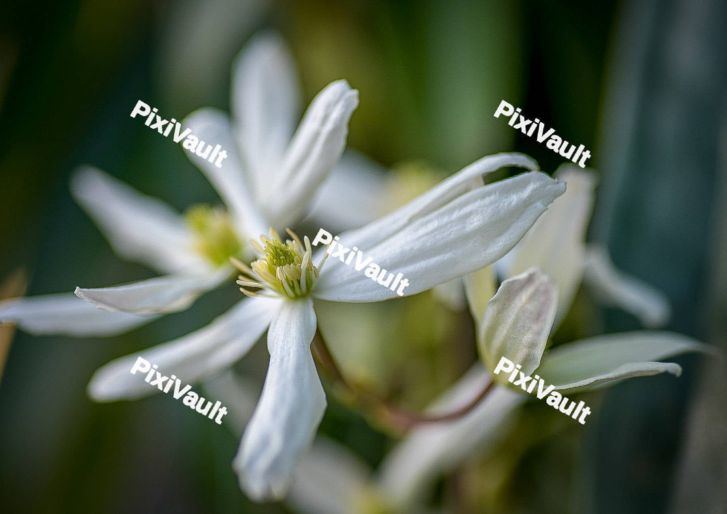 Clematis Armandii